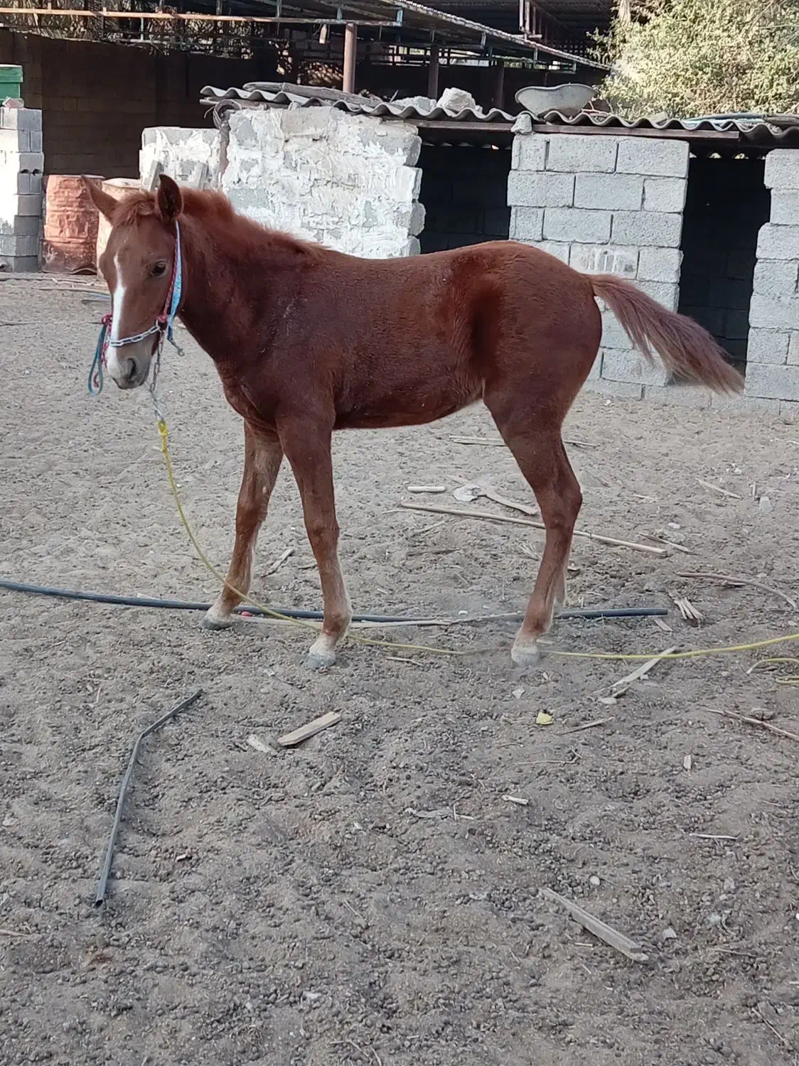 اسب نریان|اسب و تجهیزات اسبسواری|برازجان, |دیوار