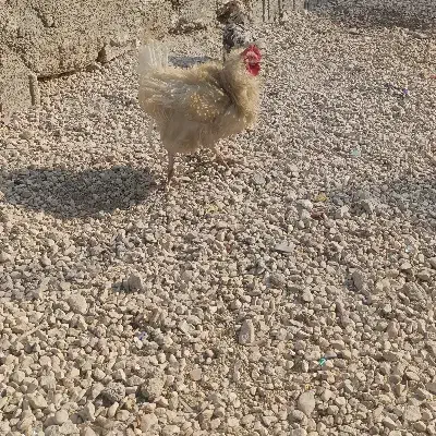 مرغ وخروس وقوقاز|حیوانات مزرعه|چغادک, |دیوار