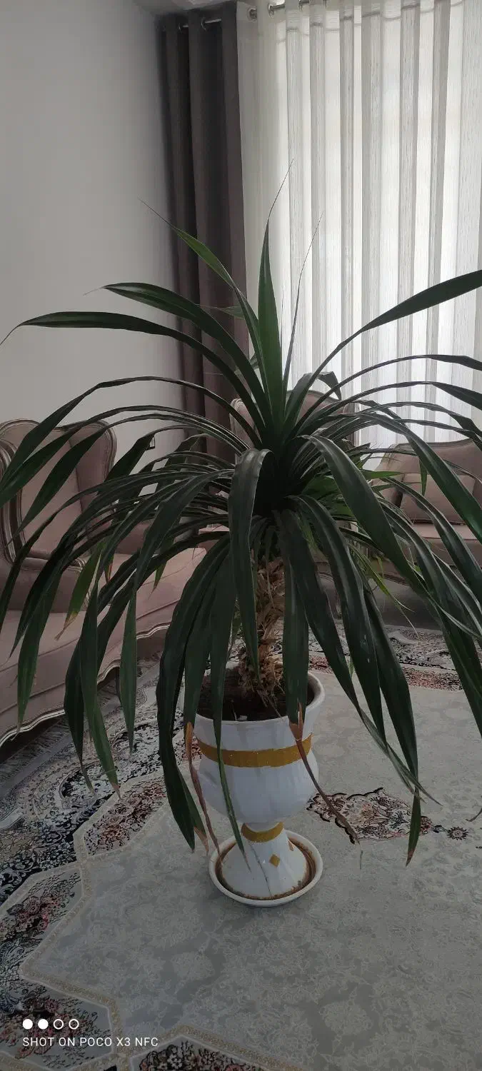 گل.|گل و گیاه طبیعی|مرودشت, ثبت احوال|دیوار