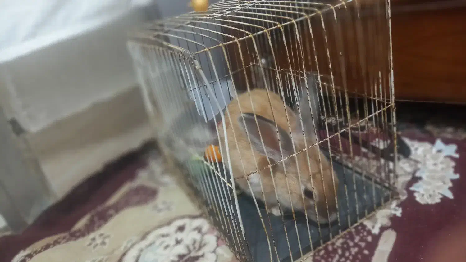 خرگوش هلندی باهوش|موش و خرگوش|سبزوار, شرق کال عیدگاه|دیوار