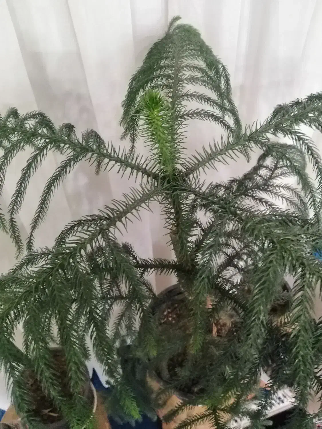 کاج مطبق|گل و گیاه طبیعی|بیرجند, |دیوار