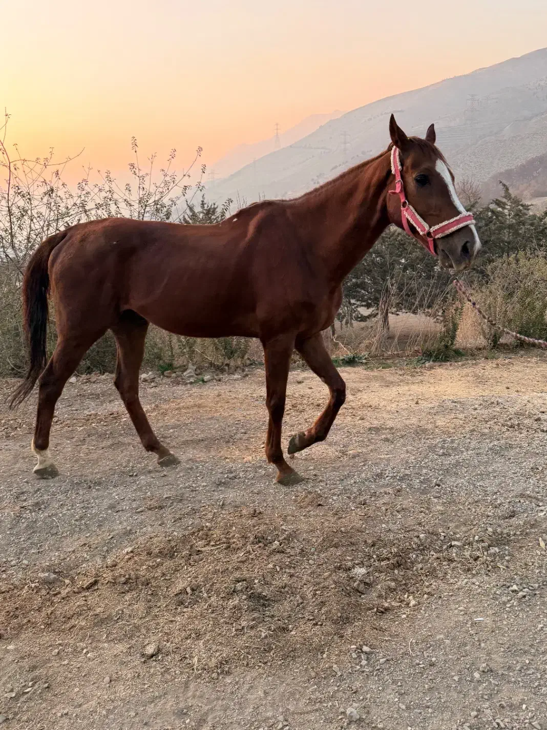 اسب|اسب و تجهیزات اسبسواری|تهران, سوهانک|دیوار