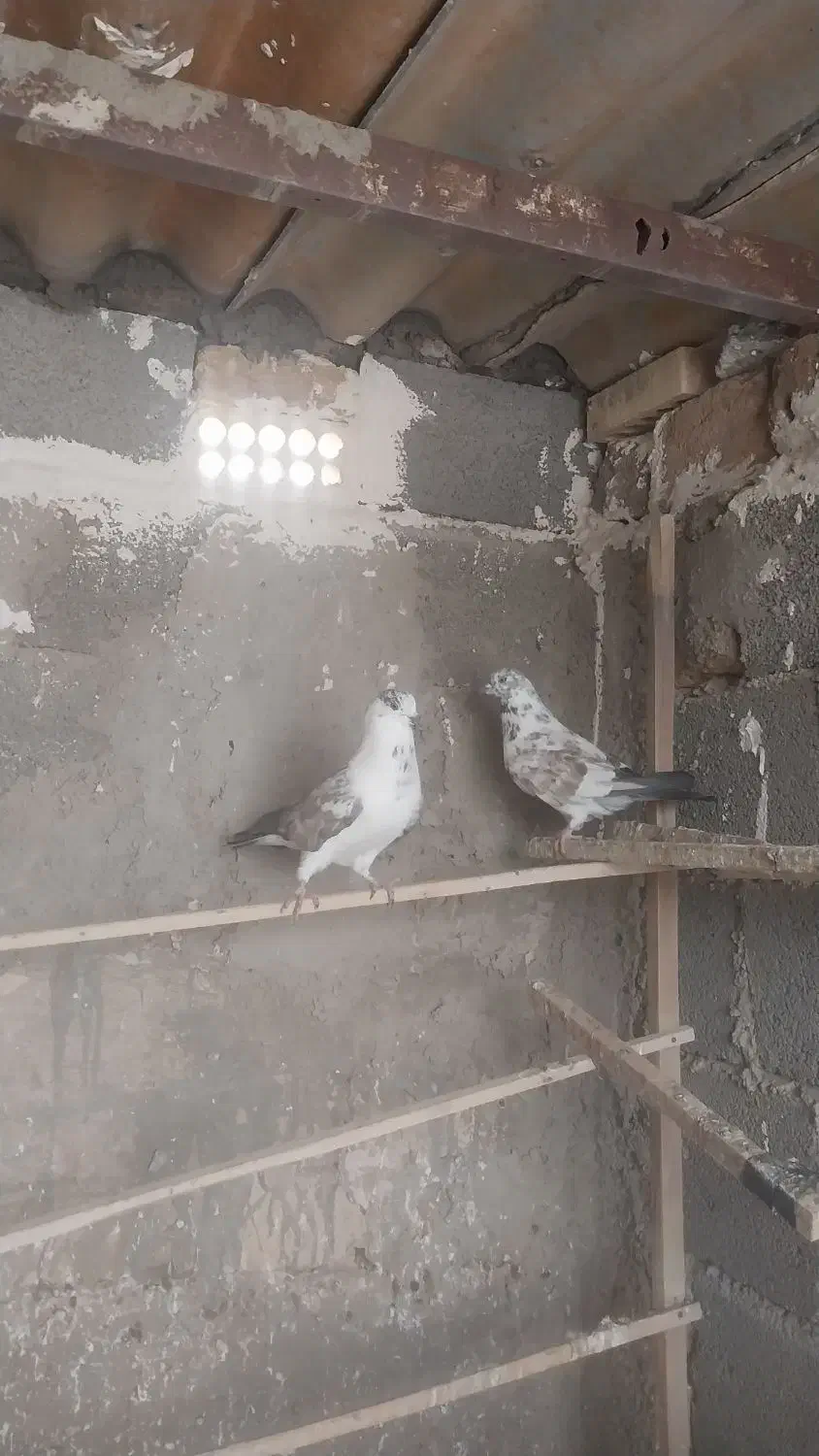 پرشی حسابی|پرنده|ساوه, |دیوار