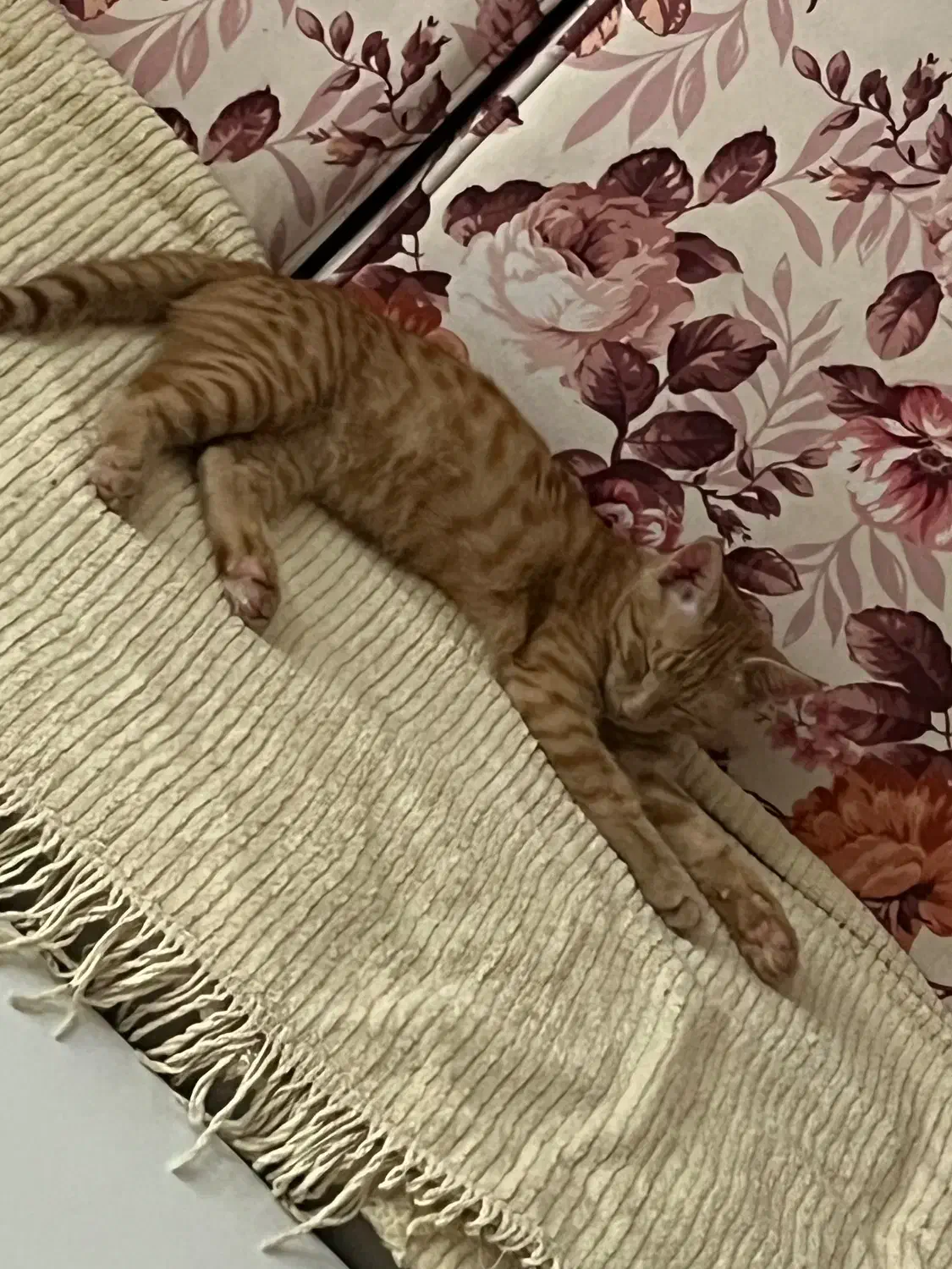 واگذاری گربه دی اس اچ نارنجی|گربه|قزوین, |دیوار