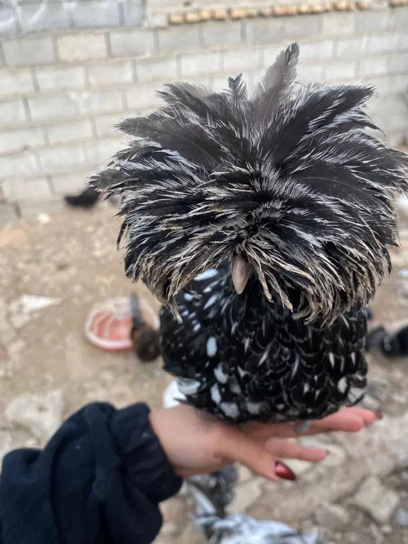 مرغ و خروس لهستانی اصیل|حیوانات مزرعه|سورک, |دیوار