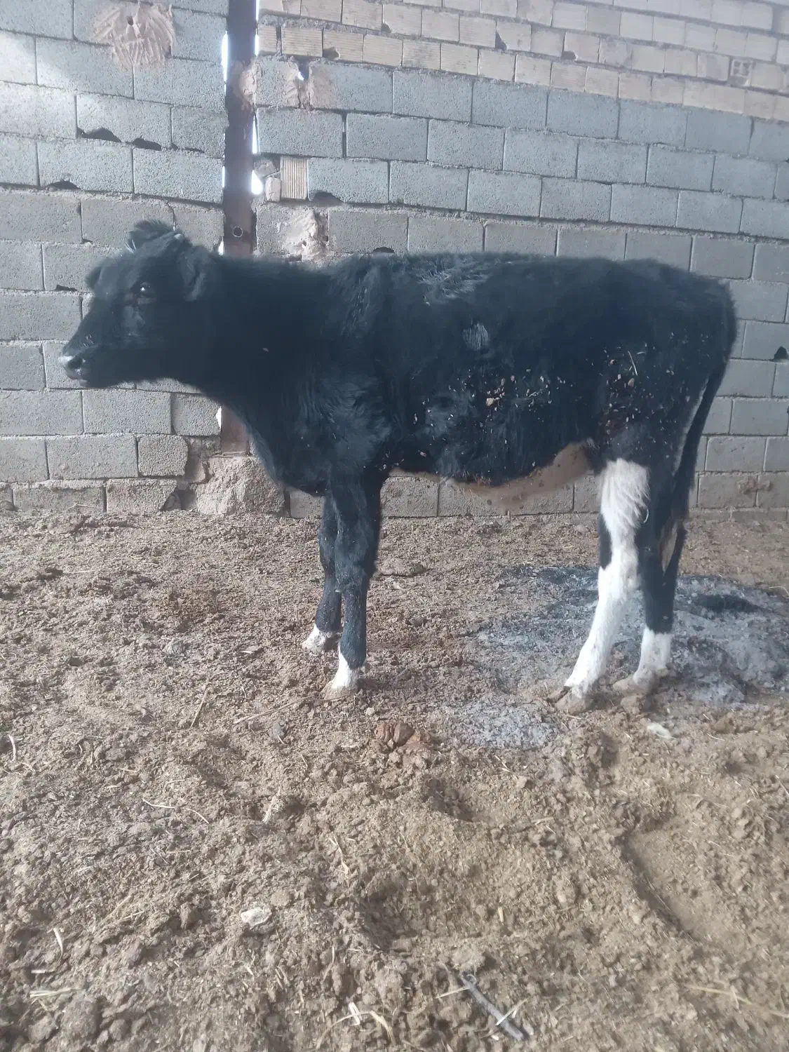 گوساله نر۲۵۰کیلو گاوشیری ارزون قیمت|حیوانات مزرعه|خمینی‌شهر, |دیوار