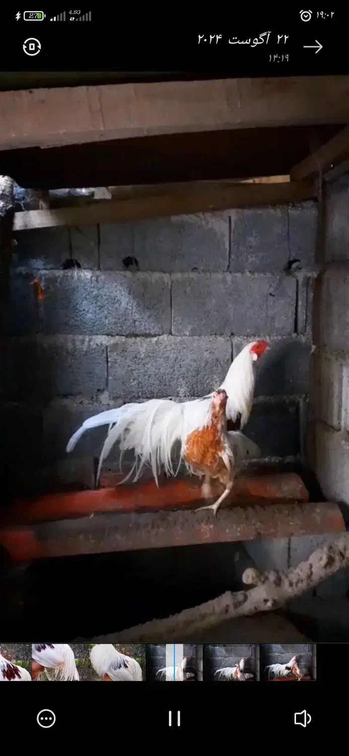 یوکوهاما اصل|حیوانات مزرعه|رودسر, |دیوار