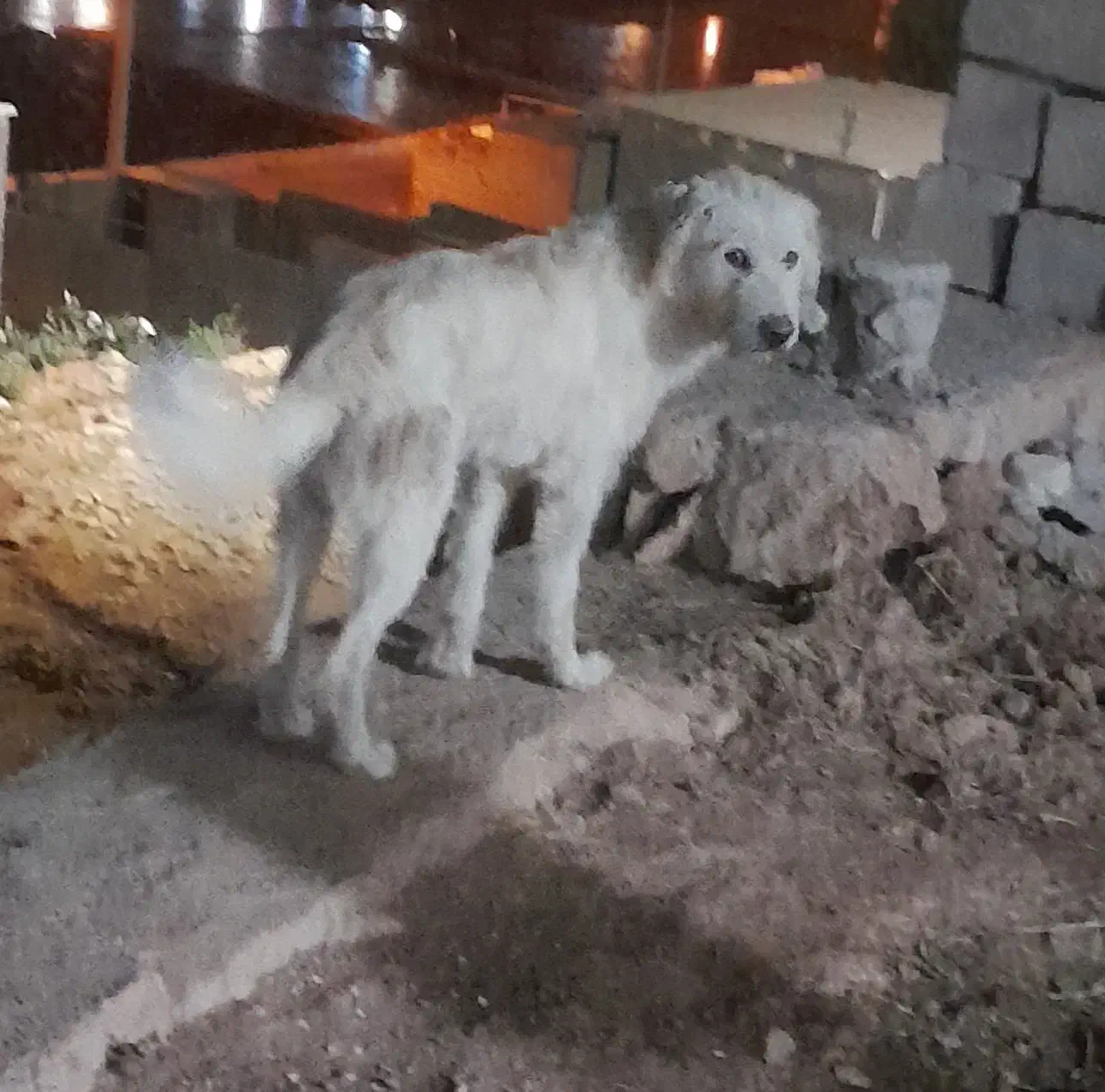 وا گذاری سگ ۲ سال خانه گی|سگ|ایلام, |دیوار