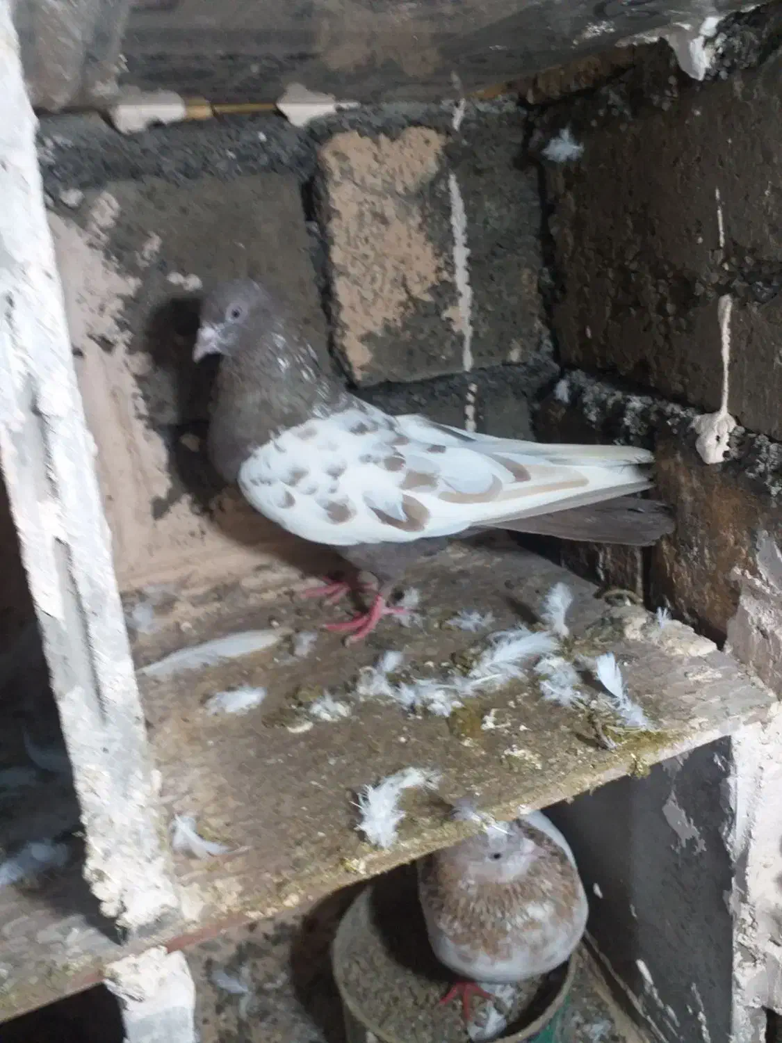 کبوتر|پرنده|مریوان, |دیوار