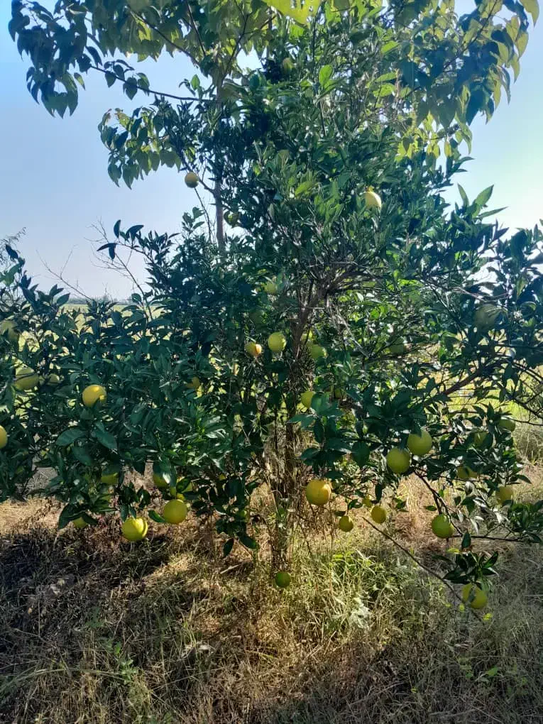 پرتقال تامسون تقربا زرد شدش پوست نازک شیرین ۴۵۰۰۰|خوردنی و آشامیدنی|هادی شهر, |دیوار