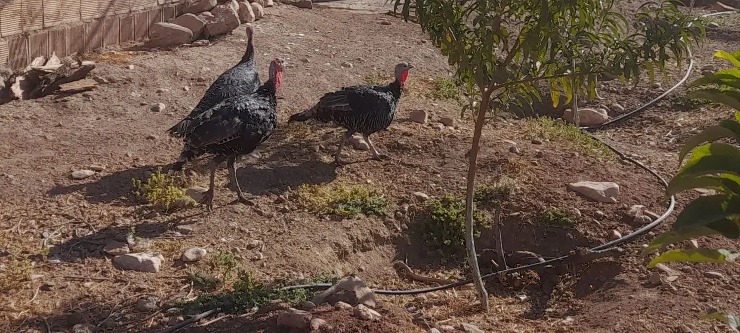 بوقلمون نر وماده|حیوانات مزرعه|کوهدشت, |دیوار