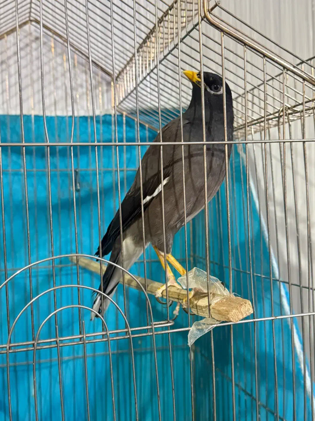 مرغ مینا|پرنده|نیشابور, شهرک اندیشه|دیوار