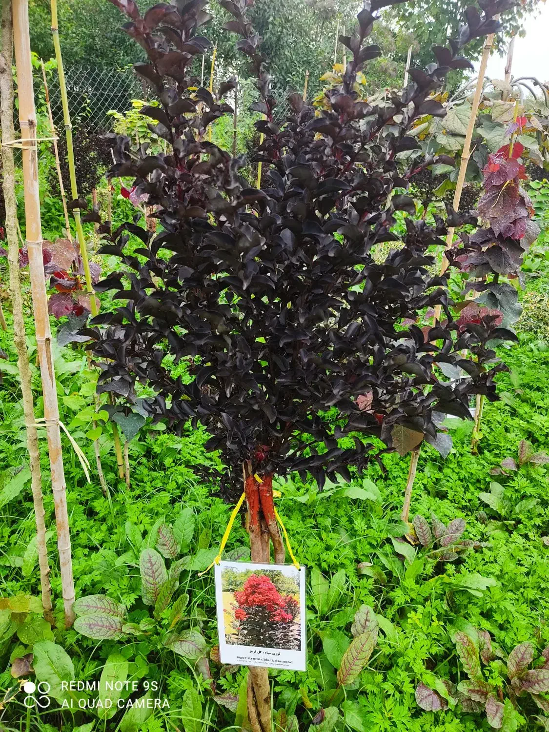 تولیدوفروش گلهای لوکس وکمیاب وارداتی|خدمات باغبانی و درختکاری|چابکسر, |دیوار