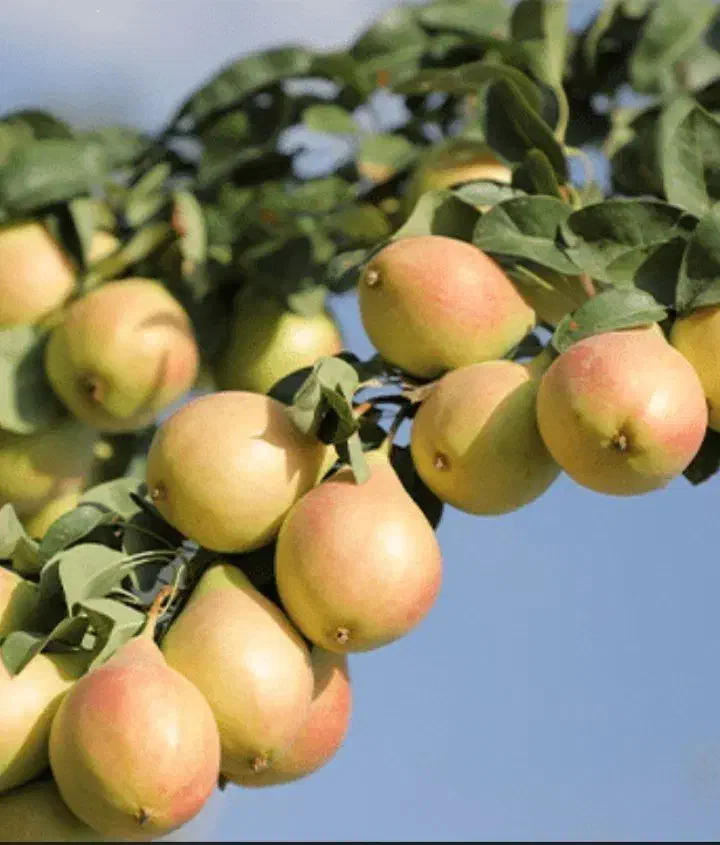 رقم گلابی بیروتی|خدمات باغبانی و درختکاری|مرند, |دیوار