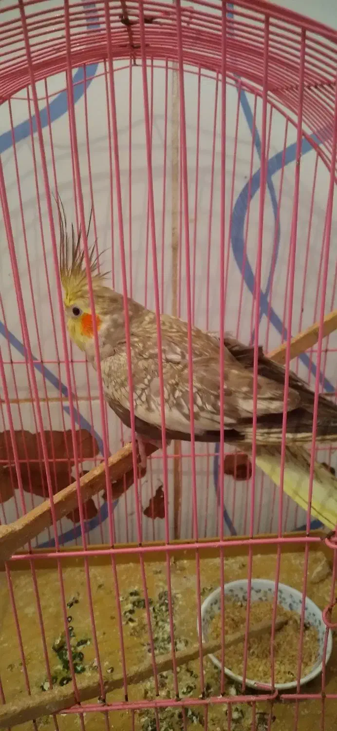 عروس هلندی|پرنده|باسمنج, |دیوار