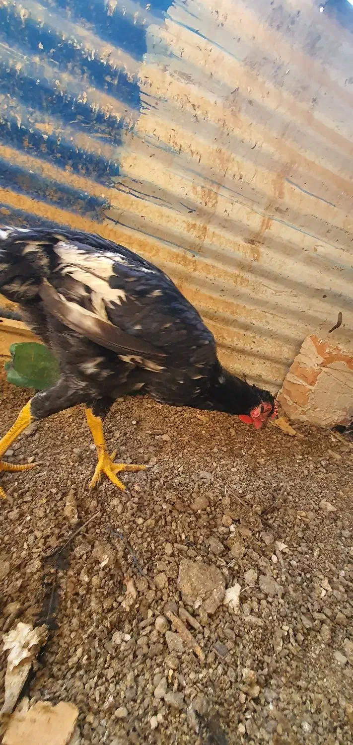 خروس|حیوانات مزرعه|ری, شهرک نظامی|دیوار