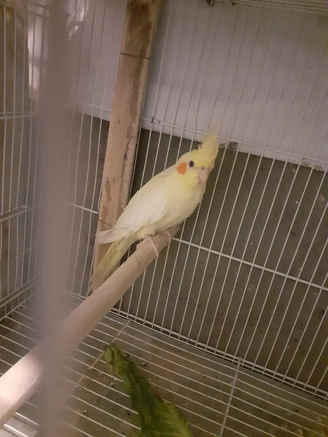 جوجه لوتینو ۳ ماهه|پرنده|تربت‌حیدریه, آغوی|دیوار