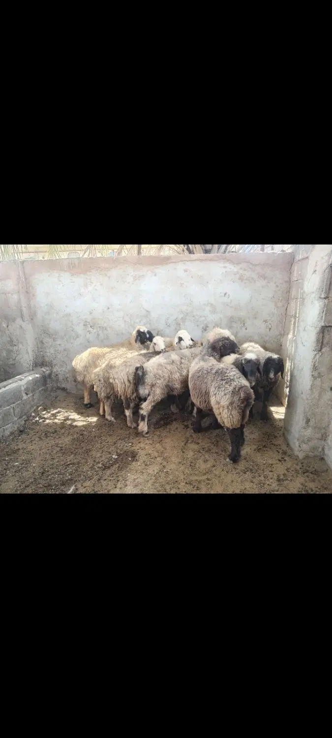 میش چاع|حیوانات مزرعه|شیراز, سلطان آباد|دیوار
