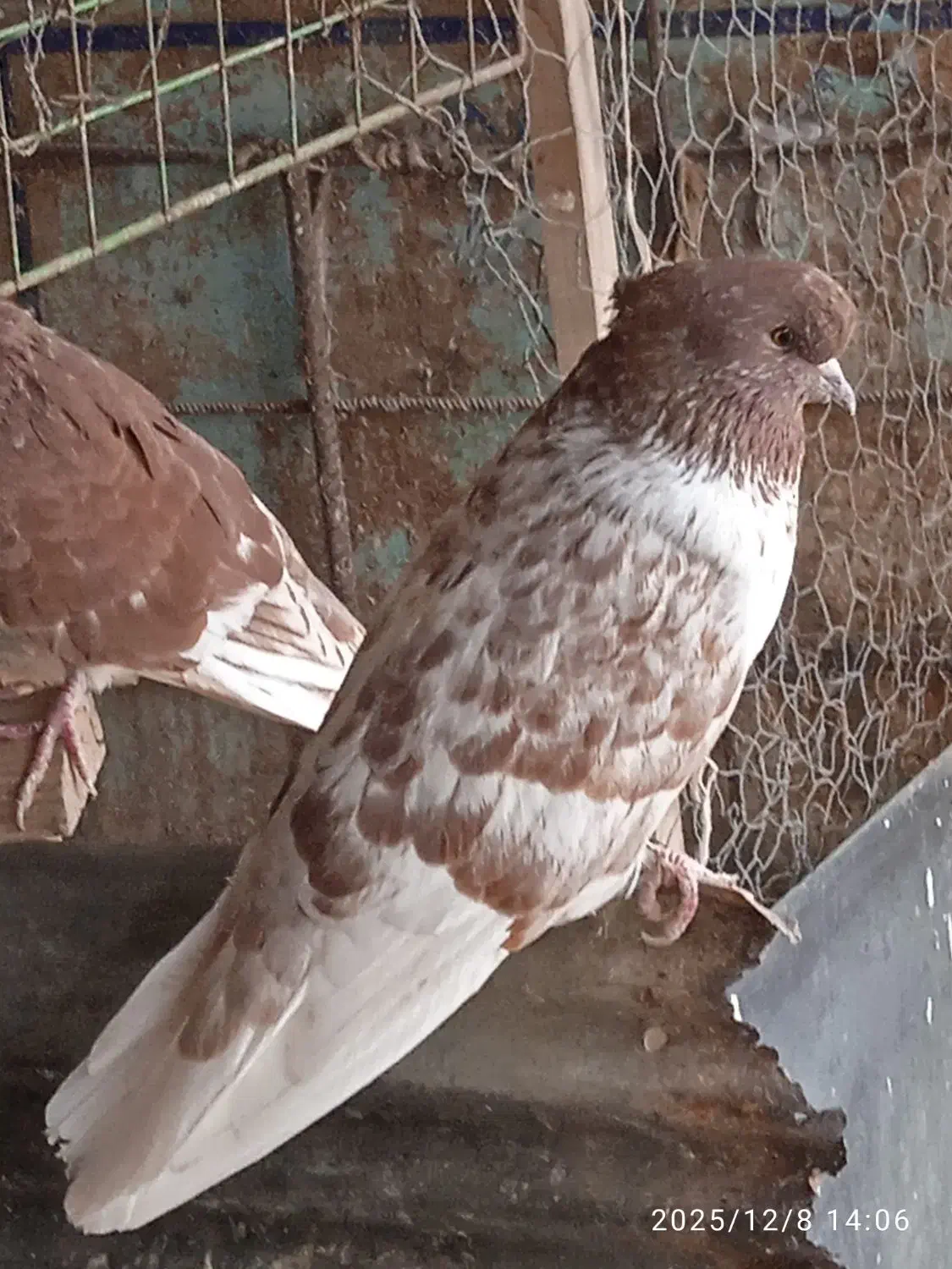 کبو تر گرگی سرکله دار|پرنده|آق قلا, |دیوار