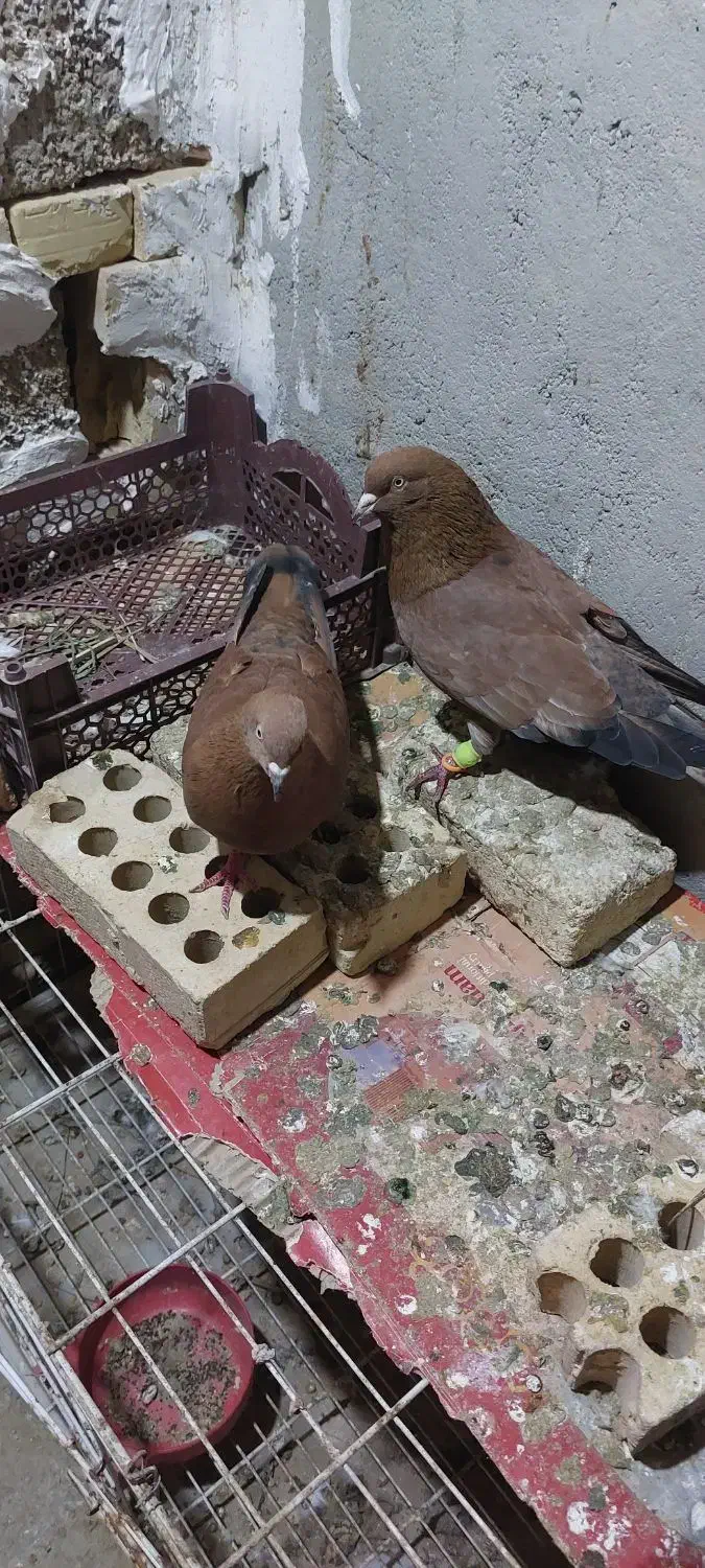 پرنده|پرنده|اهواز, امانیه|دیوار