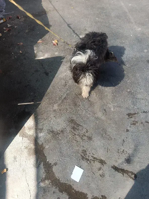 سگ شیترو|سگ|قائن, |دیوار