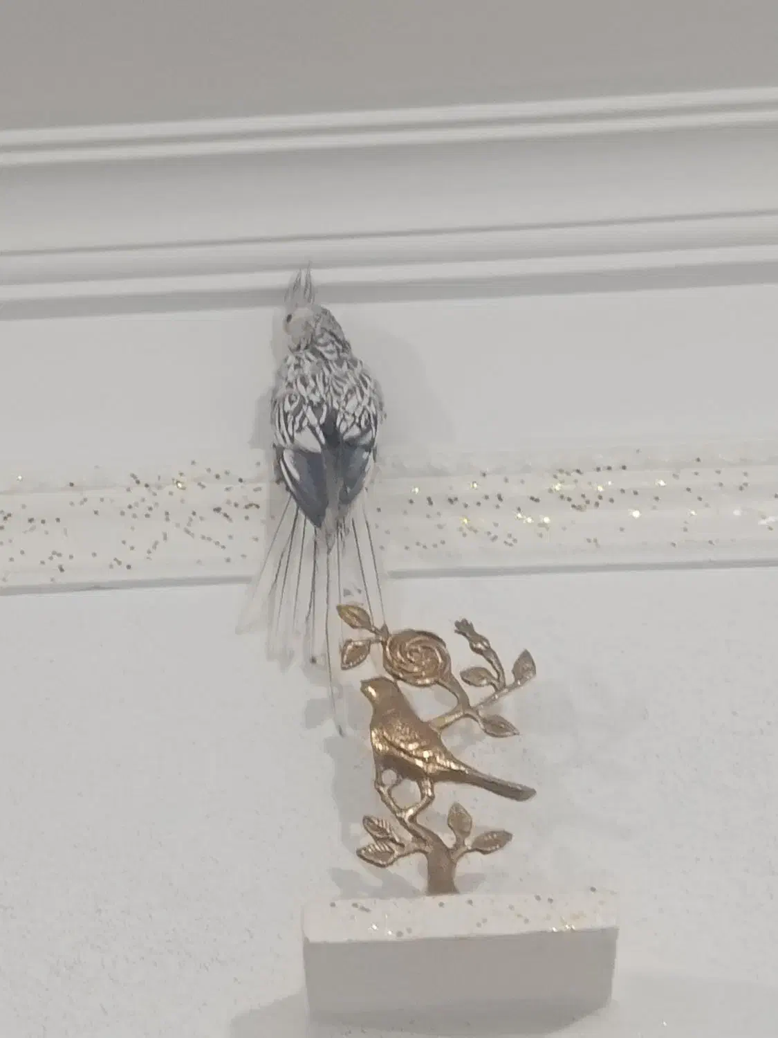 عروس هلندی ایزابلا|پرنده|بهار, |دیوار