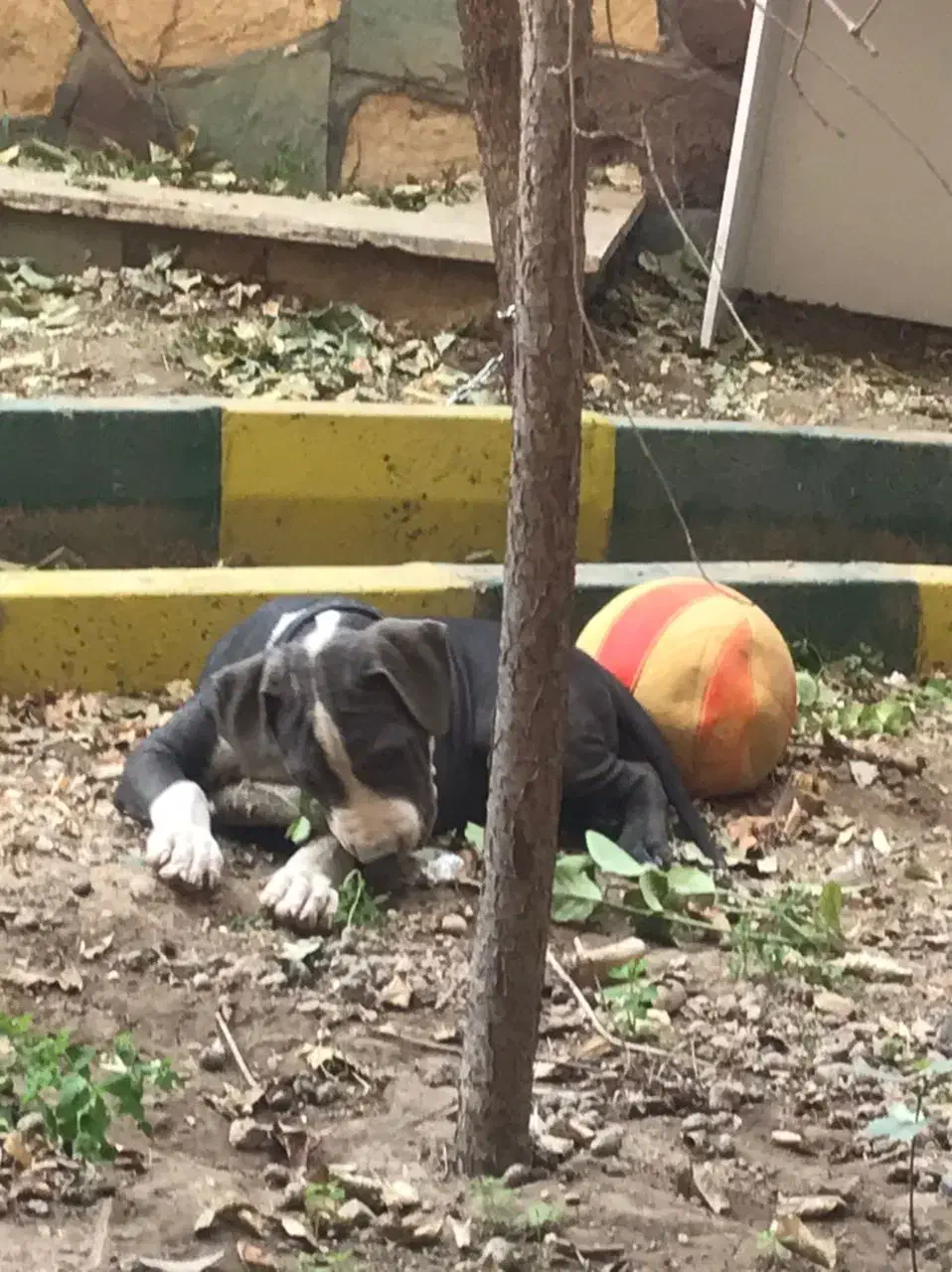 سگ امریکن بولی اصل|سگ|هشتگرد, فاز ۱ مهستان|دیوار