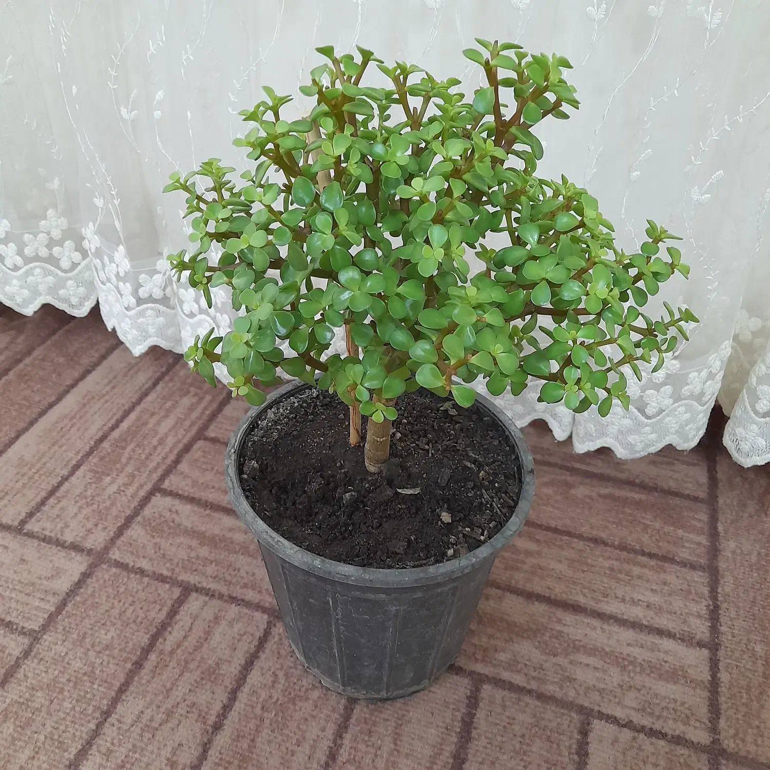 درختچه کراسولا خرفه ای|گل و گیاه طبیعی|اردبیل, |دیوار