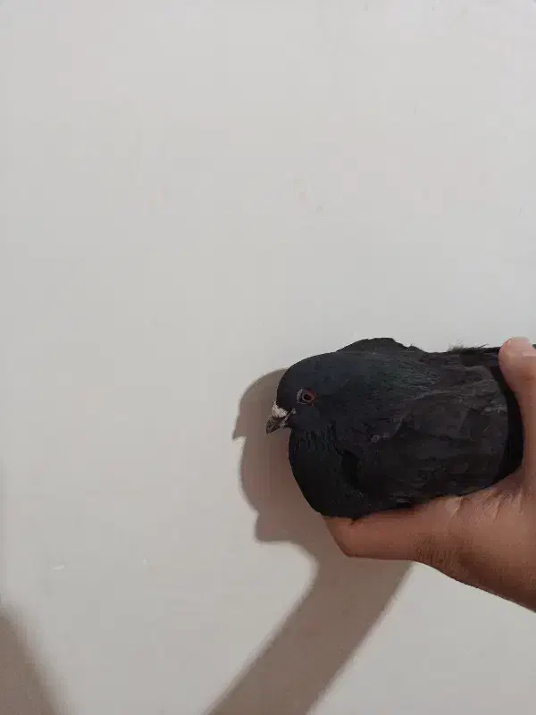 کبوتر|پرنده|یاسوج, |دیوار