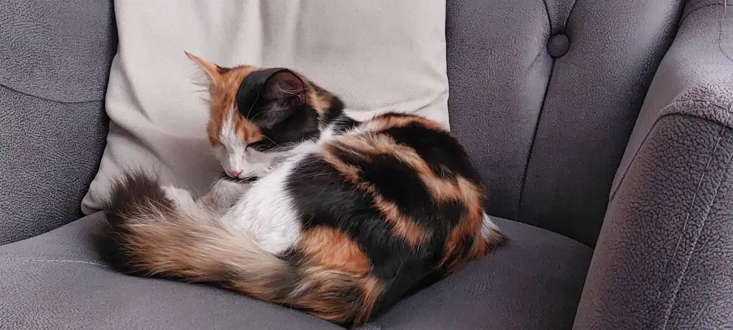 واگذاری گربه|گربه|مشکین‌دشت, |دیوار