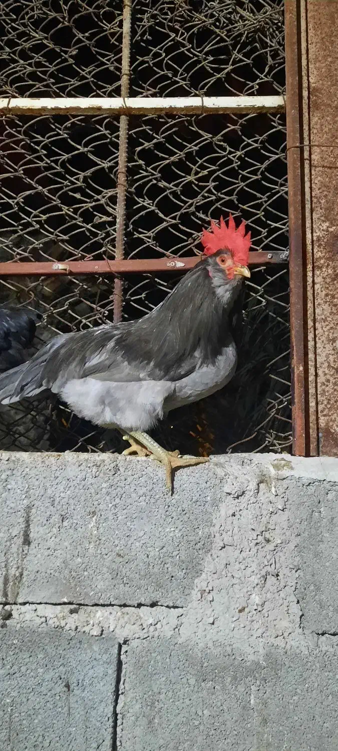 خروس|حیوانات مزرعه|بوشهر, |دیوار