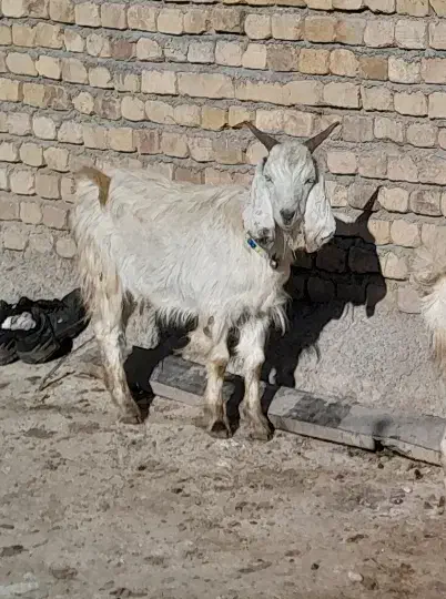 بزغاله نر|حیوانات مزرعه|دورود, |دیوار