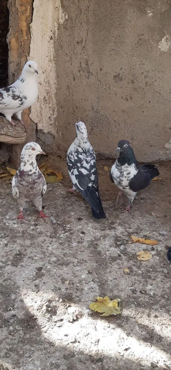 کبوتر غریبگیری|پرنده|ساوه, |دیوار