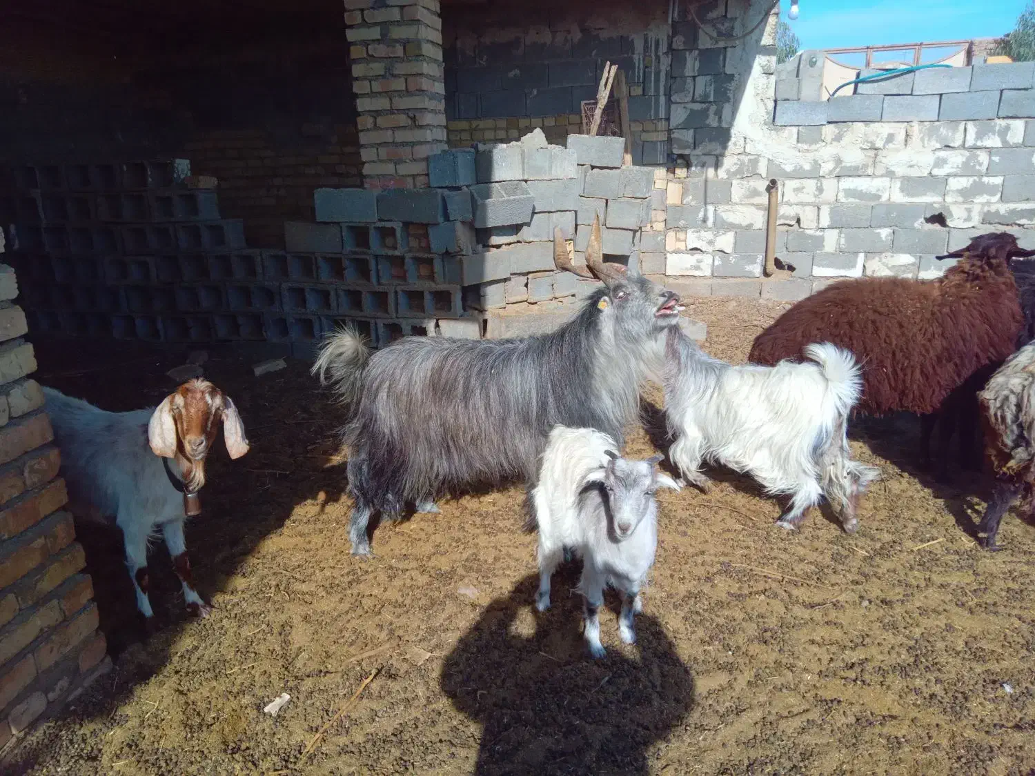 نر سه بری،|حیوانات مزرعه|کویرات, |دیوار