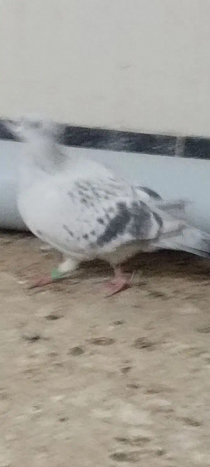 ماده|پرنده|جلگه ماژان, |دیوار