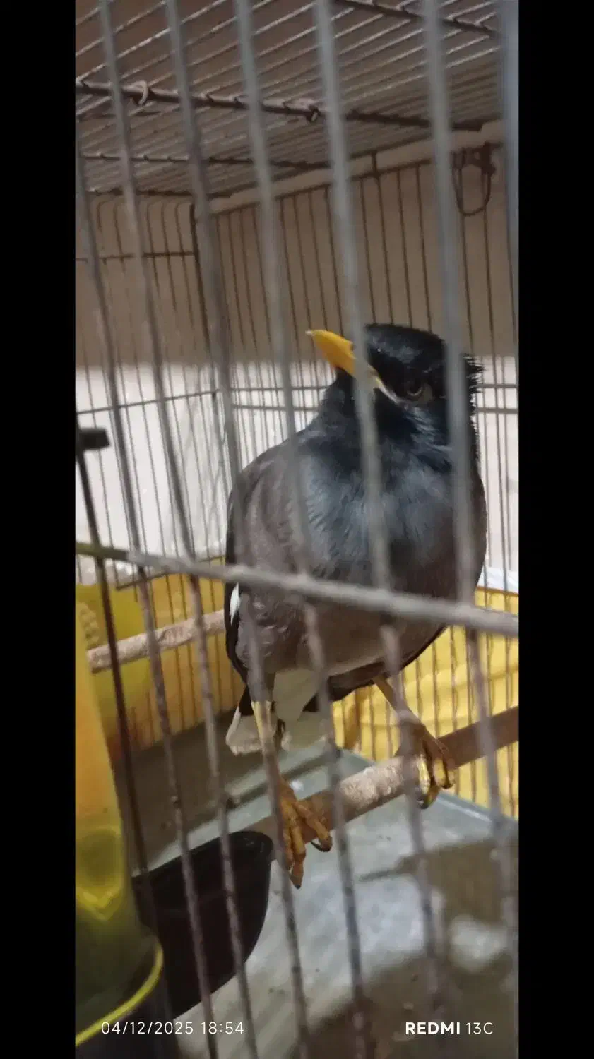 مرغ مینا نر افغان|پرنده|کرمانشاه, |دیوار