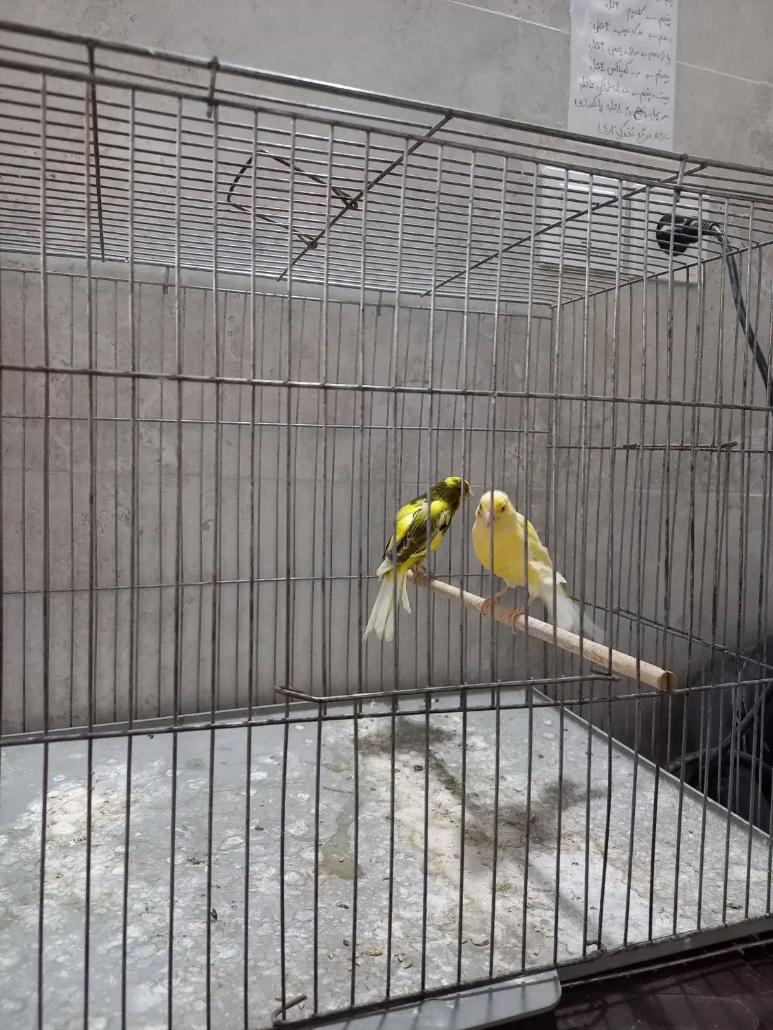 ۲جفت قناری و فنچ بنگالی|پرنده|خمینی‌شهر, |دیوار