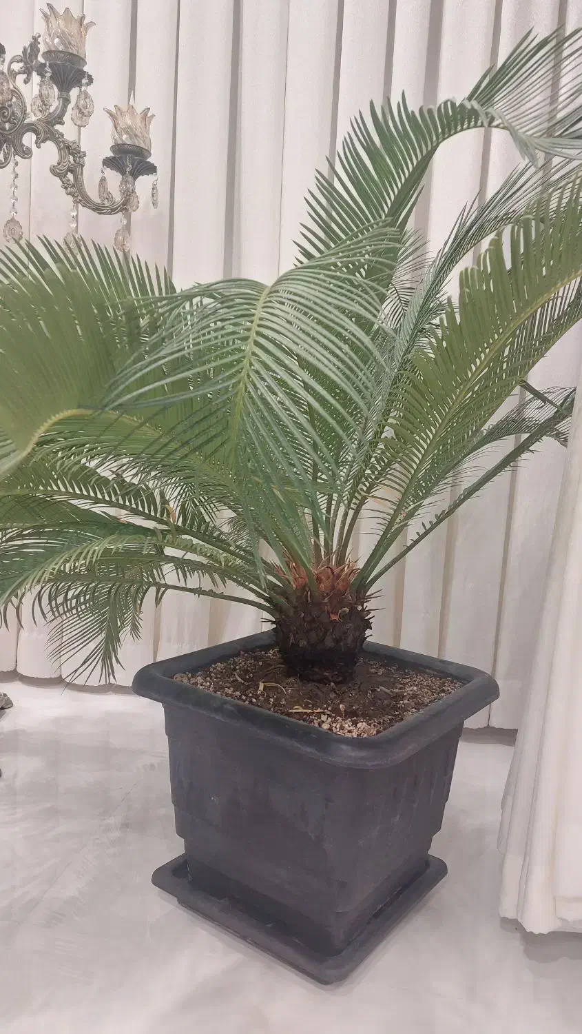 گل سیکاس دو عدد|گل و گیاه طبیعی|مشهد, شهرآرا|دیوار