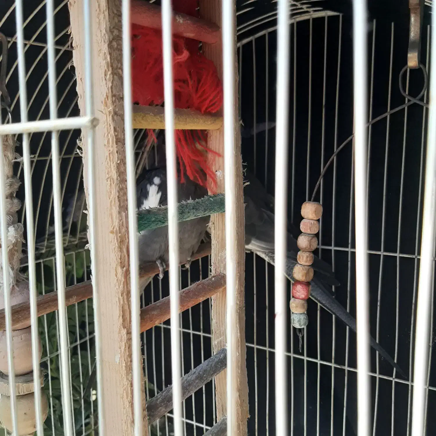 عروس هلندی|پرنده|رشت, احمد گوراب|دیوار