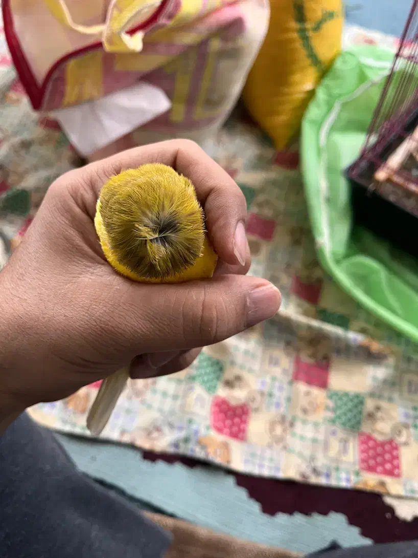 قناری نژاد گلاستر|پرنده|ساری, |دیوار