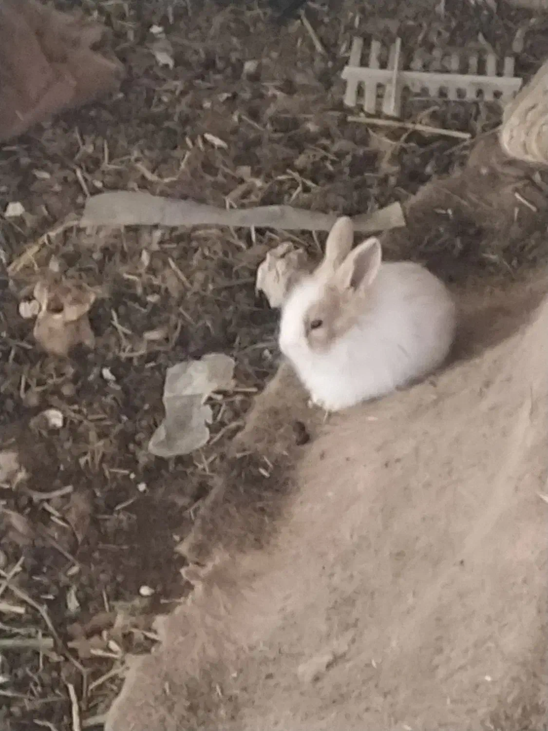 بچه خرگوش|موش و خرگوش|مشهد, امین آباد|دیوار