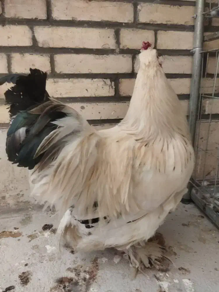 خروس برهما|حیوانات مزرعه|اردکان, |دیوار