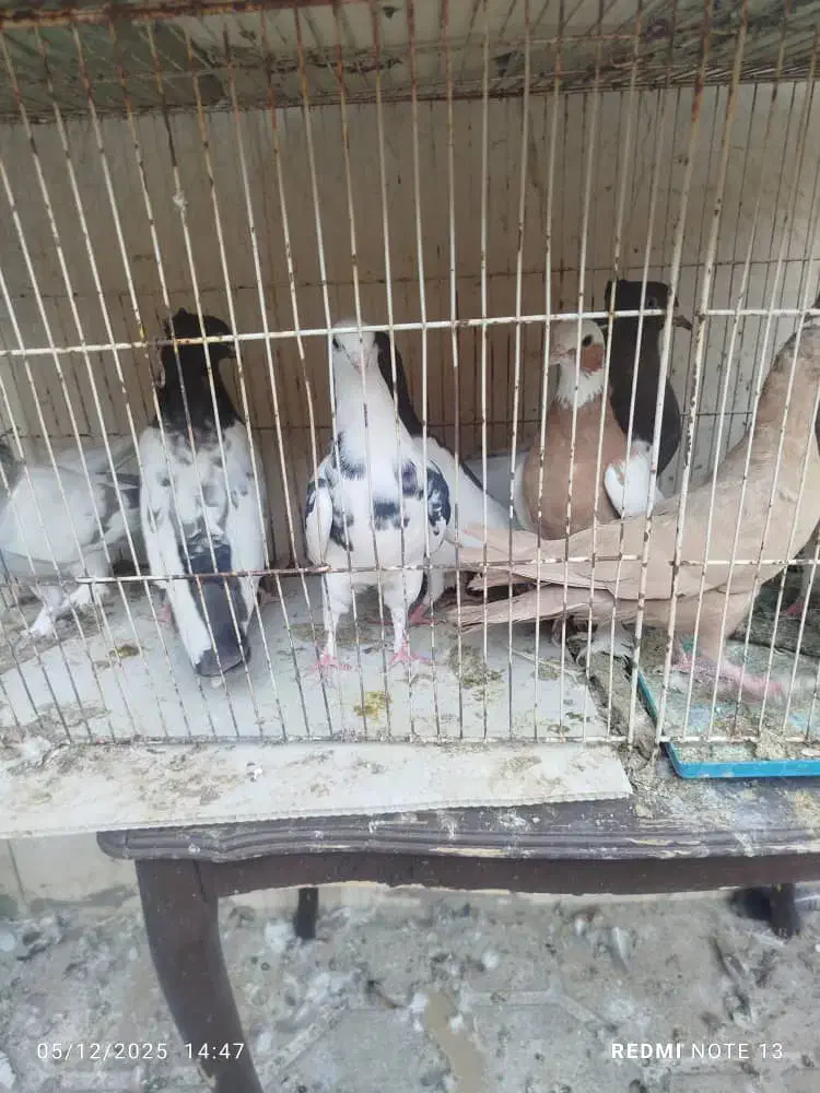 دوردکبوتر|پرنده|شیراز, سعدیه شمالی|دیوار