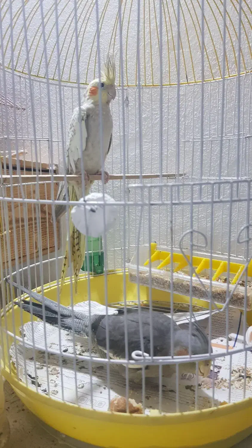 عروس هلندی|پرنده|رامسر, |دیوار