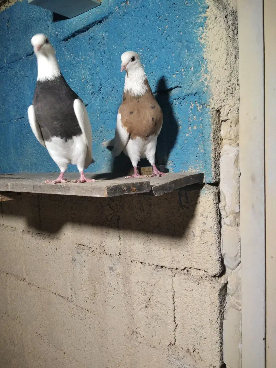 جفت طوقی درجه یک|پرنده|آبپخش, |دیوار