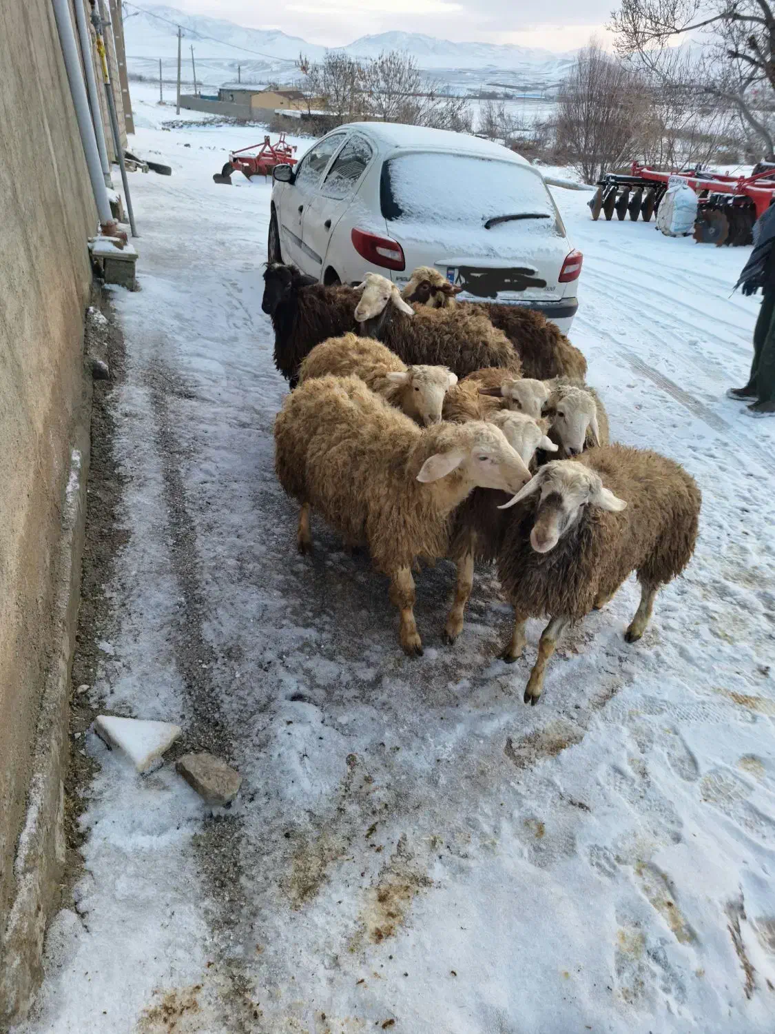 بره نر|حیوانات مزرعه|زاغه, |دیوار