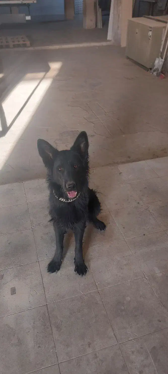 واگذاری سگ ژرمن شپرد بلک اصل|سگ|قم, کلهری|دیوار