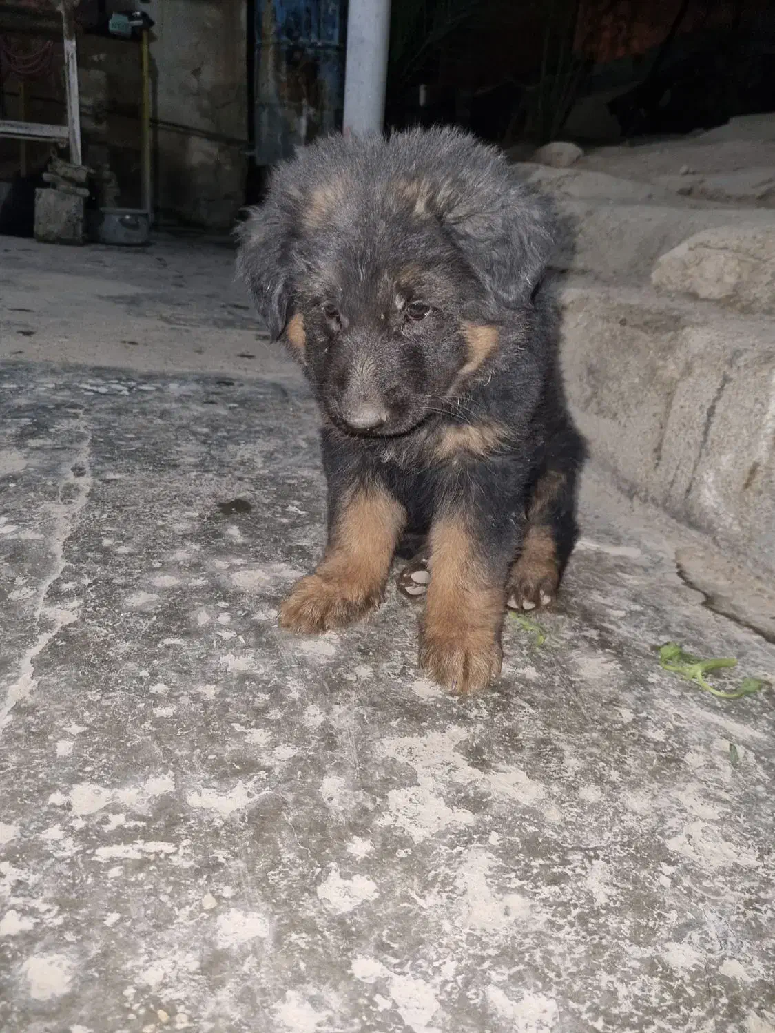 سگ ژرمن|سگ|ایذه, |دیوار