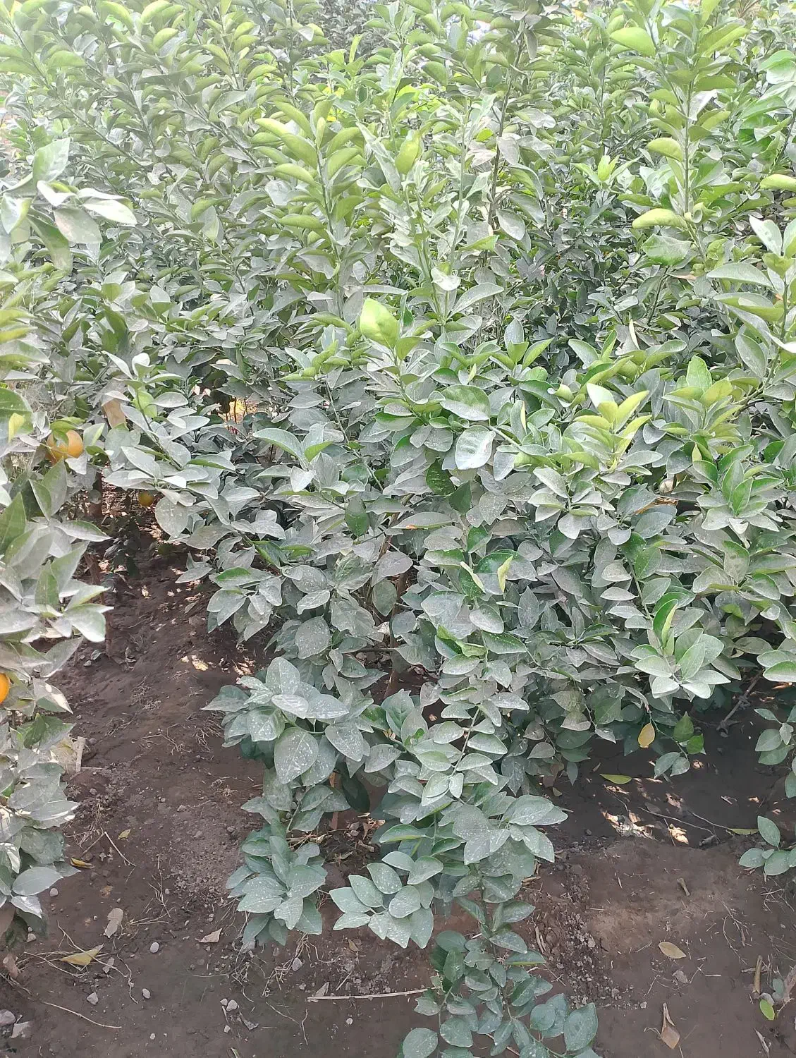 فروش نهال پرتقال محلی|خدمات باغبانی و درختکاری|عنبرآباد, |دیوار