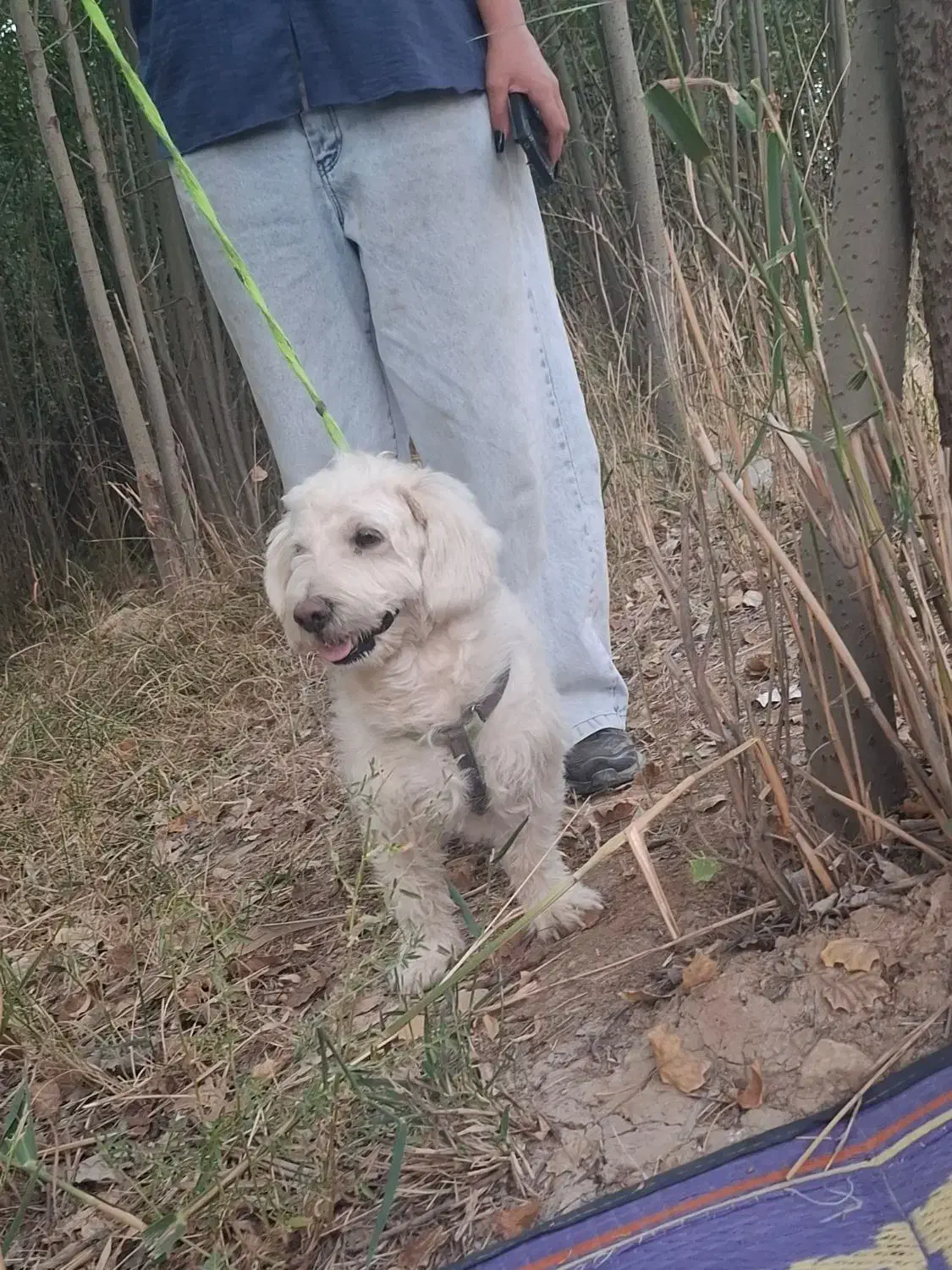 سگ پاپی باهوش|سگ|شهرکرد, |دیوار